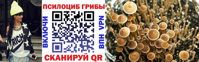 Псилоцибиновые грибы мицелий  Сокол 